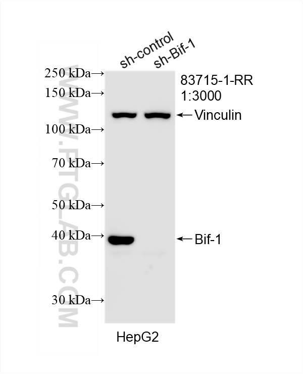WB analysis of HepG2 using 83715-1-RR