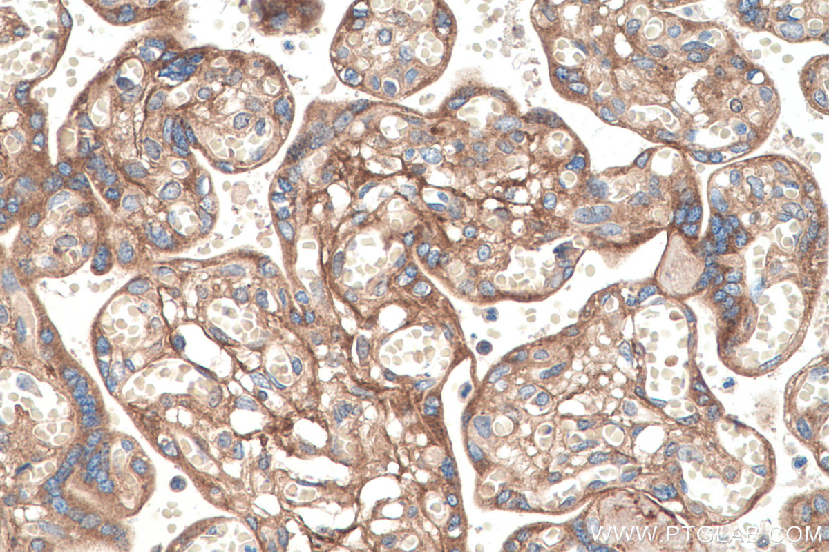 IHC staining of human placenta using 67275-1-Ig