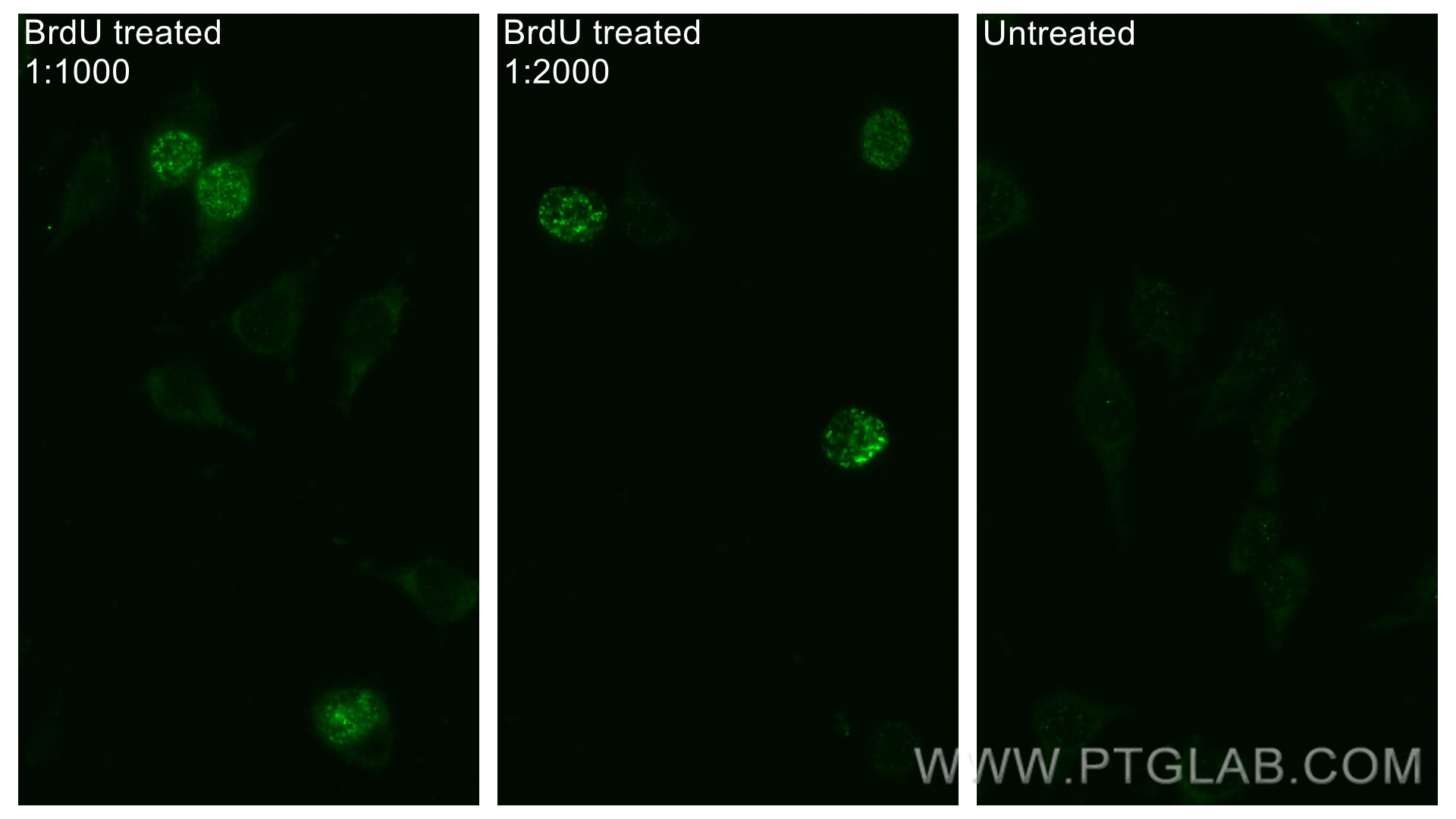 IF Staining of L-929 using 66241-1-Ig