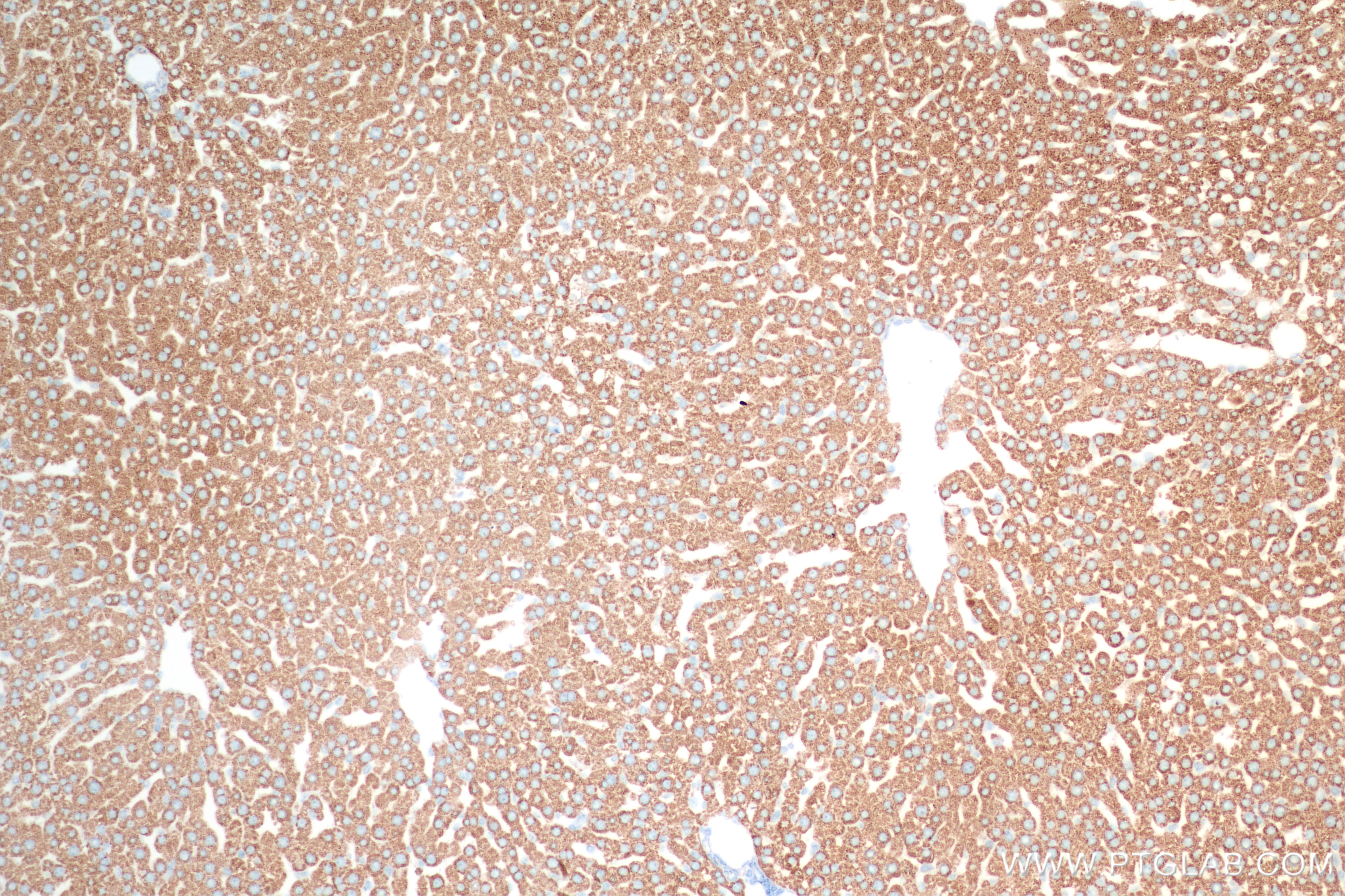 IHC staining of rat liver using 83741-3-RR
