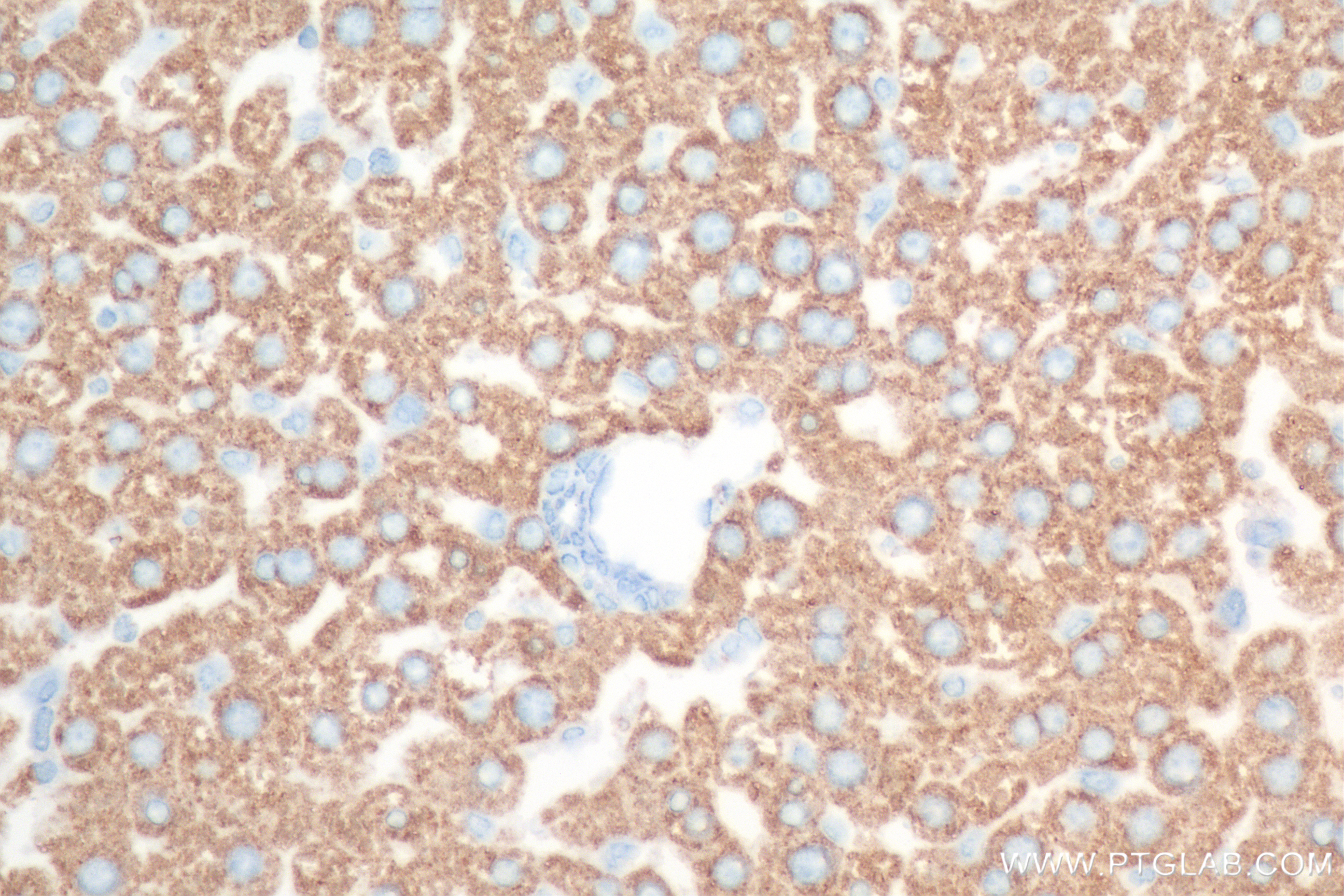 IHC staining of rat liver using 83741-3-RR