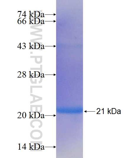 C10orf125 fusion protein Ag21689 SDS-PAGE
