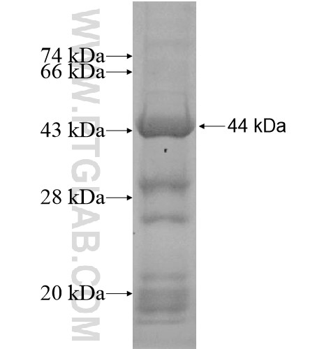 C10orf18 fusion protein Ag14221 SDS-PAGE C10orf18 fusion protein Ag14221 SDS-PAGE