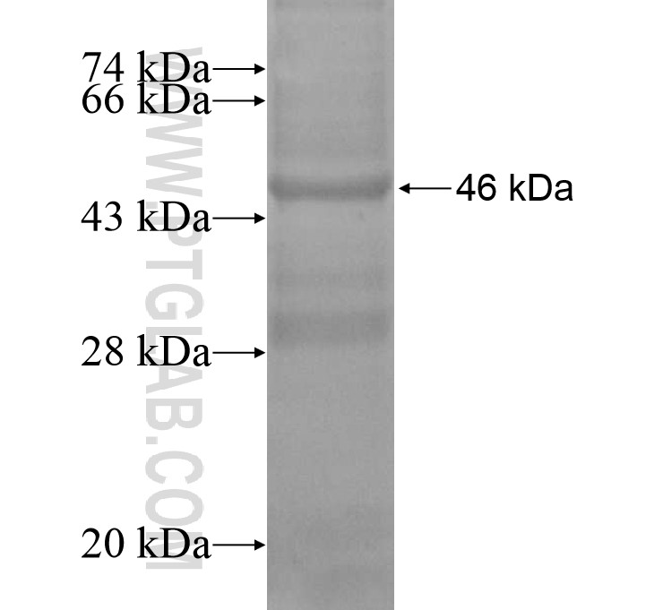 C10orf53 fusion protein Ag15191 SDS-PAGE C10orf53 fusion protein Ag15191 SDS-PAGE
