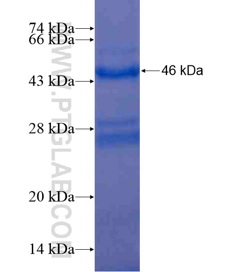 C10orf54 fusion protein Ag20600 SDS-PAGE