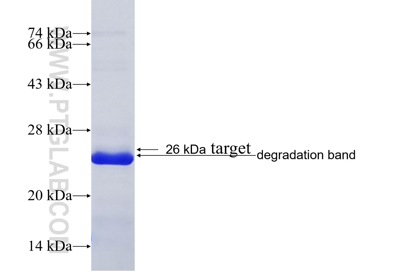 C10orf55 fusion protein Ag23716 SDS-PAGE