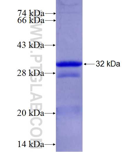 C10orf65 fusion protein Ag26849 SDS-PAGE