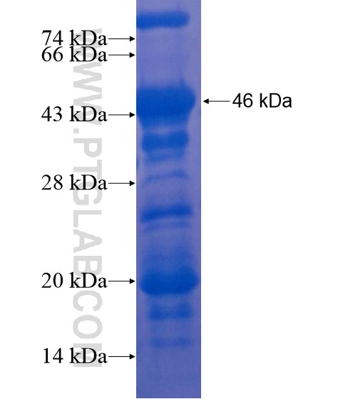 C10orf68 fusion protein Ag21682 SDS-PAGE