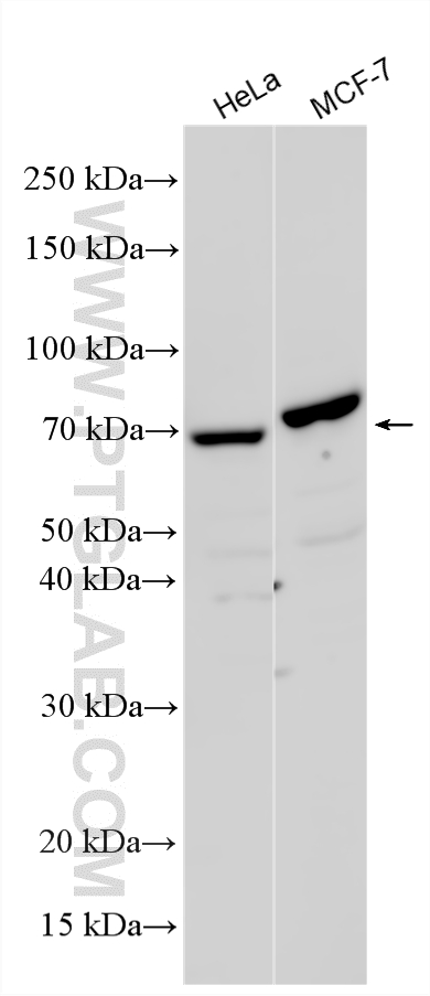 WB analysis using 33627-1-AP
