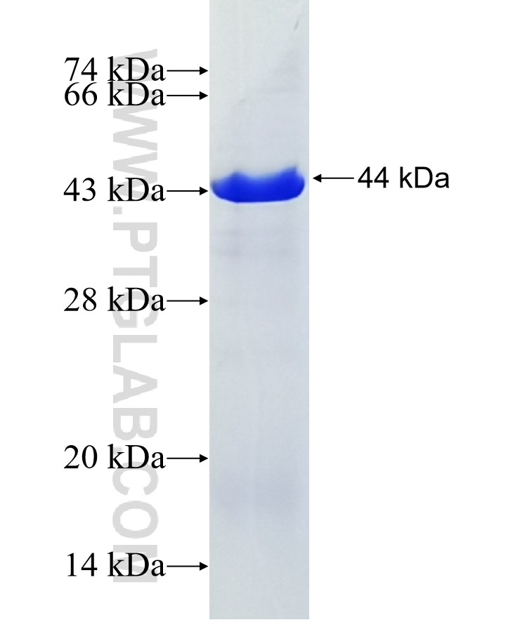 C11orf2,ANG2 fusion protein Ag15168 SDS-PAGE