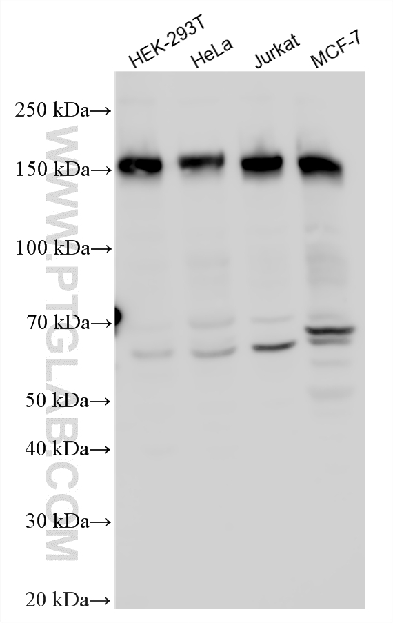 WB analysis using 26212-1-AP