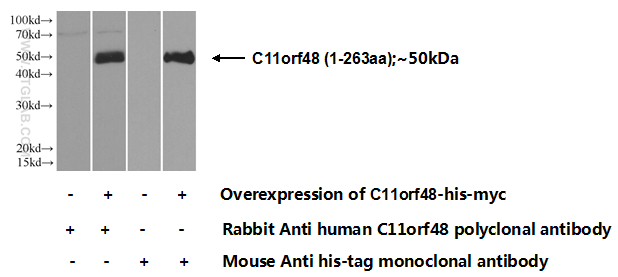 C11orf48