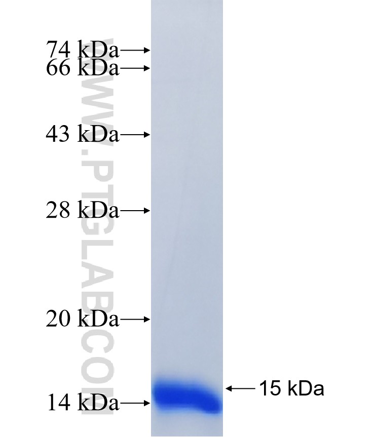 C11orf65 fusion protein Ag40642 SDS-PAGE