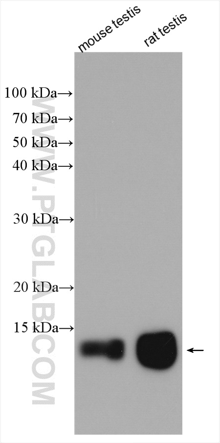 WB analysis of mouse testis using 20414-1-AP