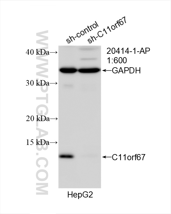 WB analysis of HepG2 using 20414-1-AP