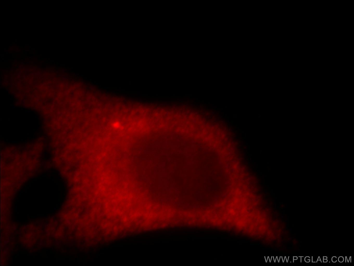 IF Staining of HeLa using 20780-1-AP