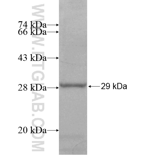C11orf70 fusion protein Ag14786 SDS-PAGE C11orf70 fusion protein Ag14786 SDS-PAGE