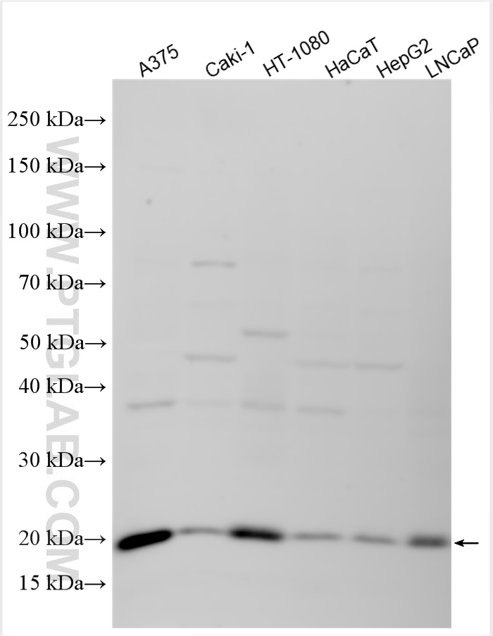 WB analysis using 31962-1-AP
