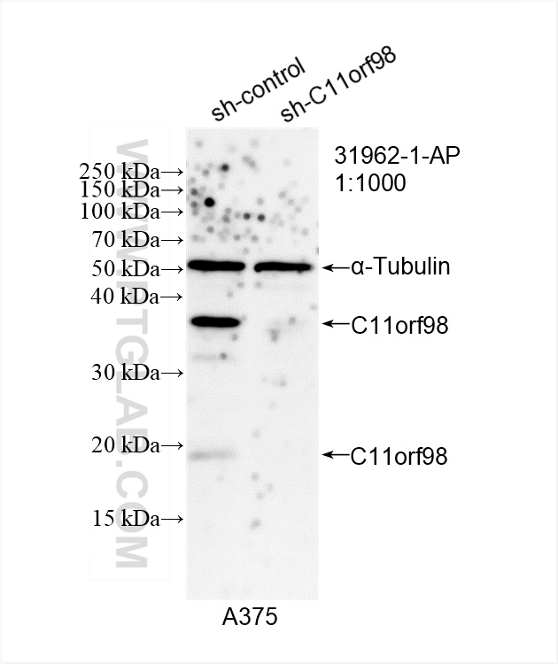 WB analysis of A375 using 31962-1-AP