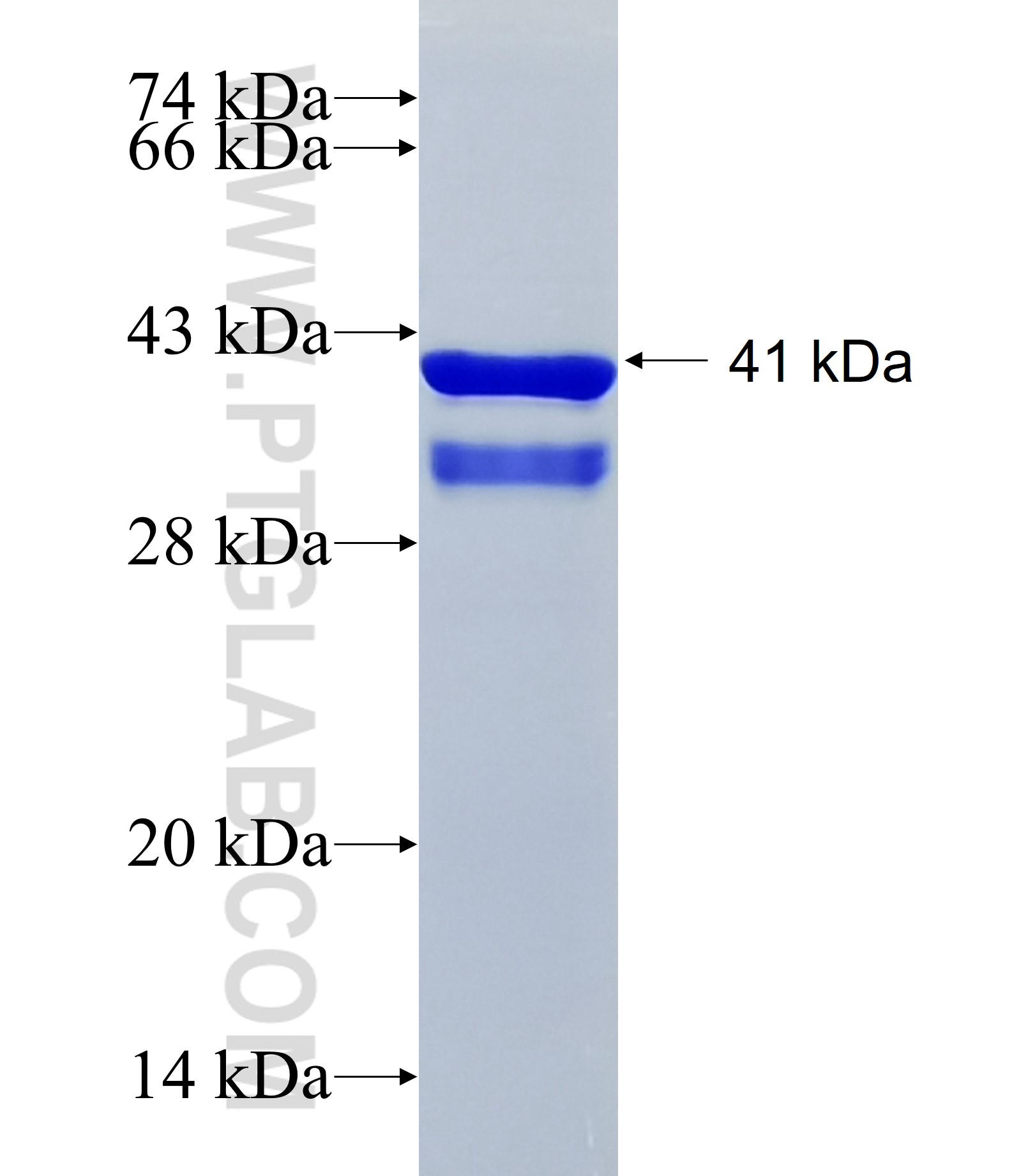 C11orf98 fusion protein Ag36283 SDS-PAGE