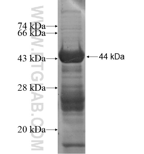 C12orf11 fusion protein Ag13768 SDS-PAGE C12orf11 fusion protein Ag13768 SDS-PAGE