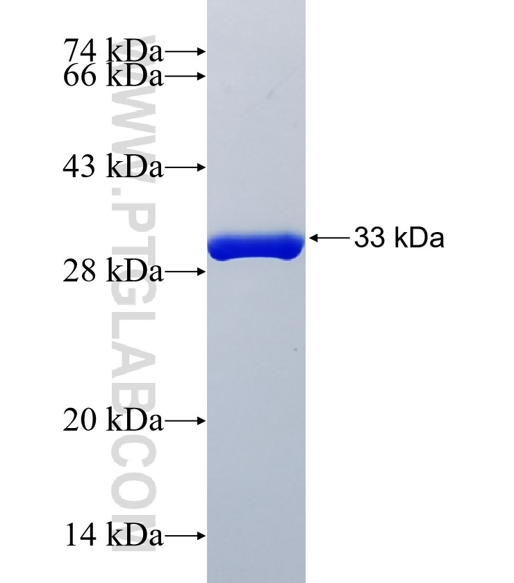 C12orf23 fusion protein Ag35152 SDS-PAGE
