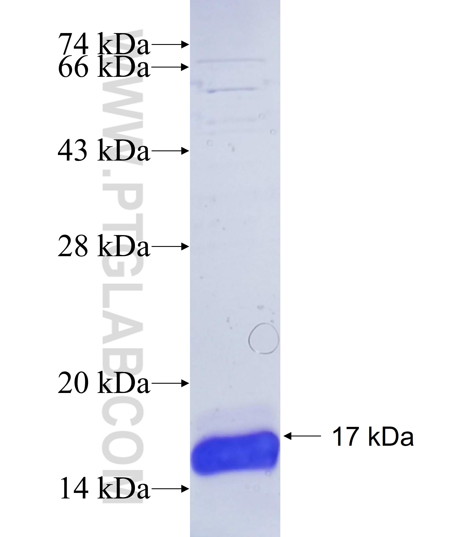 C12orf23 fusion protein Ag35176 SDS-PAGE C12orf23 fusion protein Ag35176 SDS-PAGE