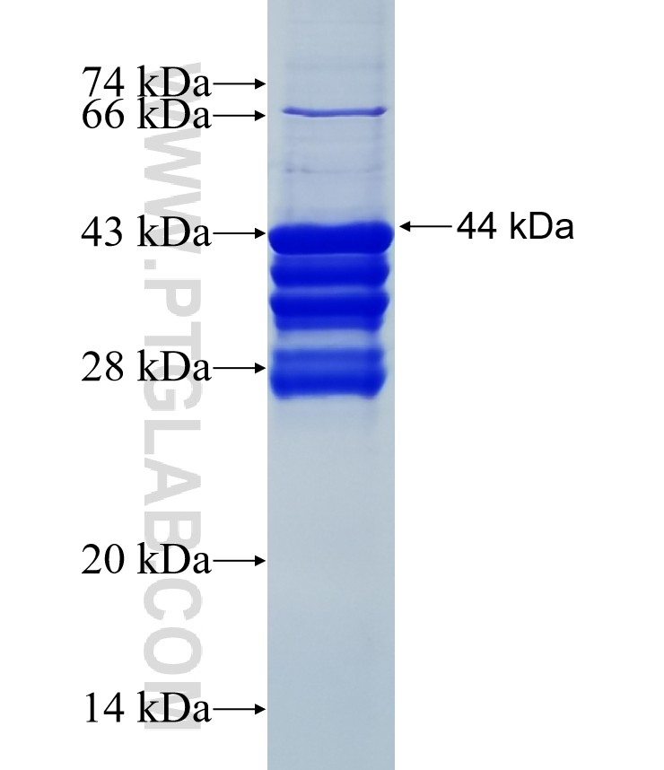 C12orf24 fusion protein Ag27885 SDS-PAGE