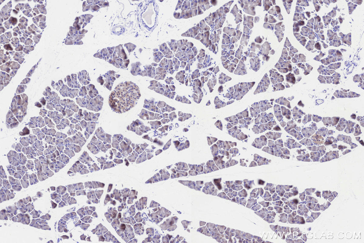 IHC staining of mouse pancreas using 84708-1-RR