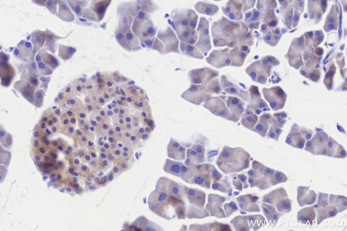IHC staining of mouse pancreas using 84708-1-RR