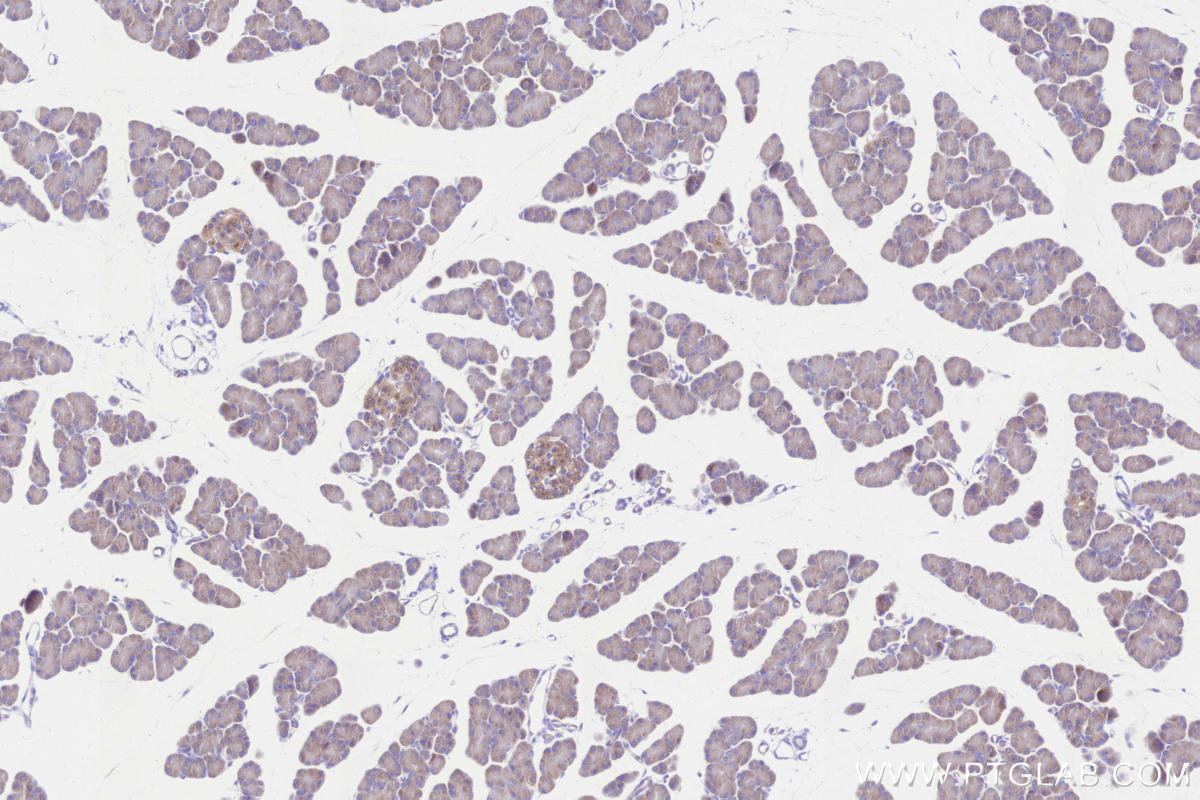 IHC staining of rat pancreas using 84708-1-RR