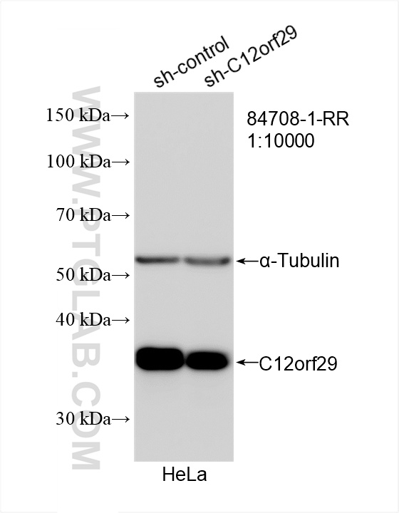 WB analysis of HeLa using 84708-1-RR