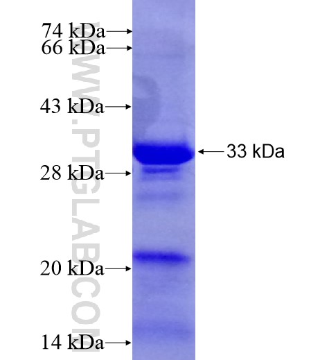 C12orf32 fusion protein Ag14789 SDS-PAGE C12orf32 fusion protein Ag14789 SDS-PAGE