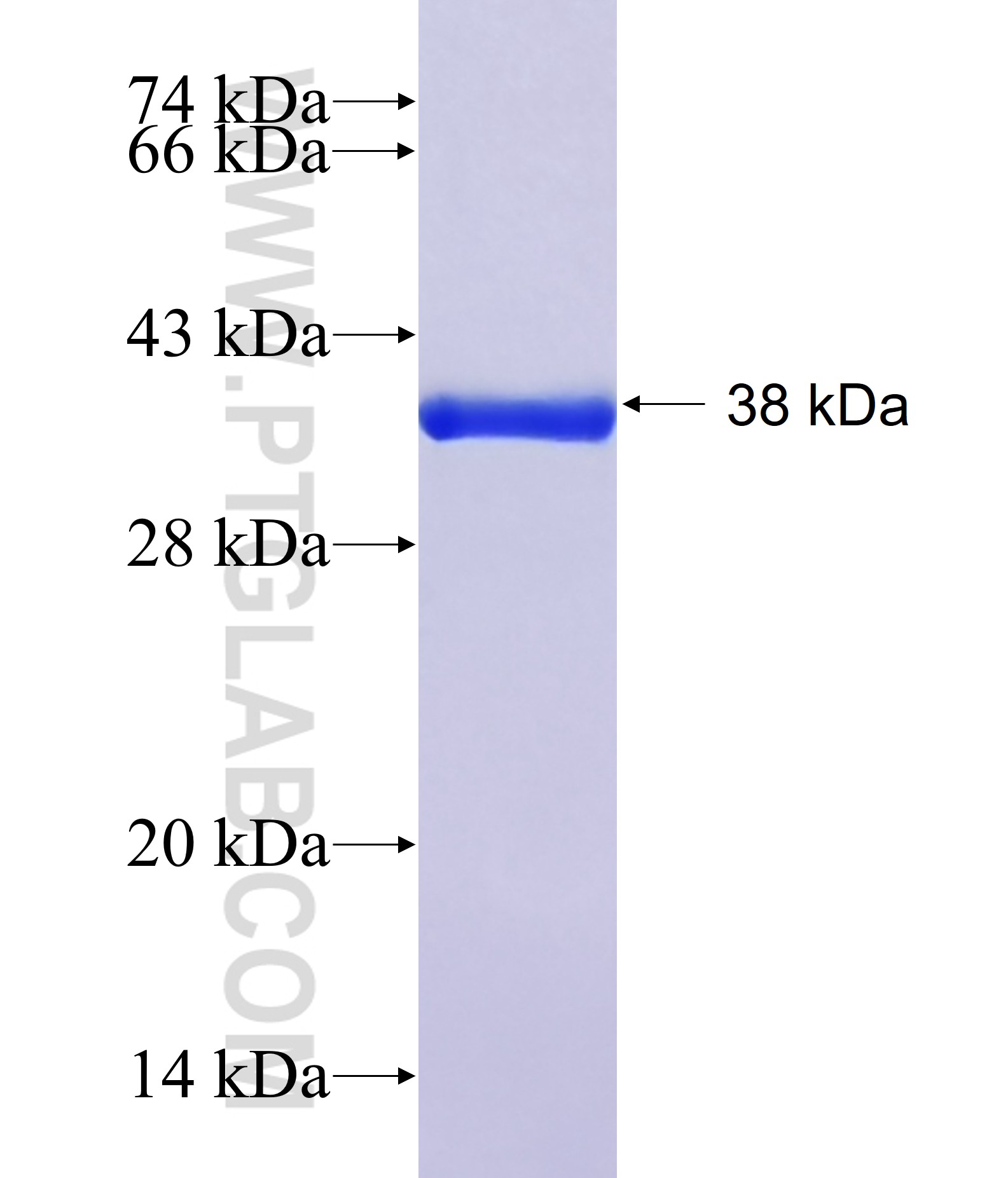 C12orf43 fusion protein Ag40576 SDS-PAGE C12orf43 fusion protein Ag40576 SDS-PAGE