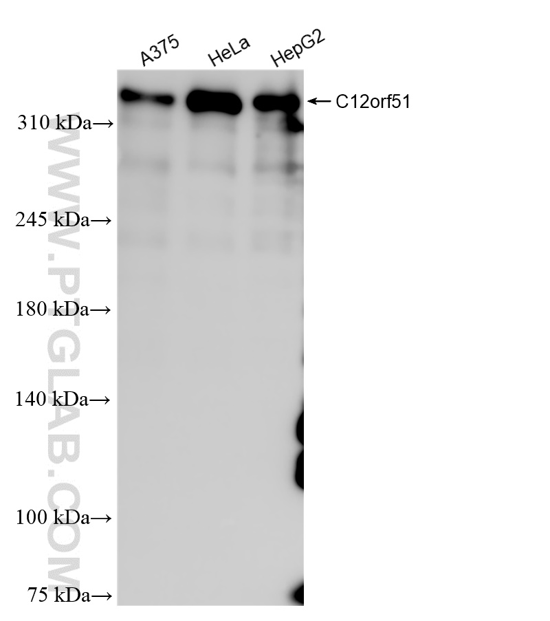 WB analysis using 84641-1-RR