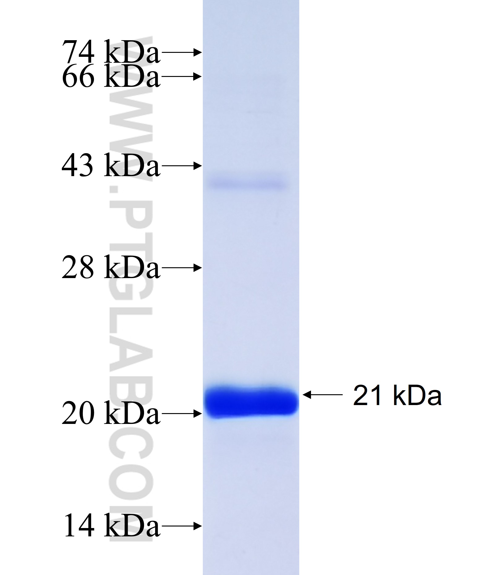 C12orf52 fusion protein Ag27518 SDS-PAGE C12orf52 fusion protein Ag27518 SDS-PAGE