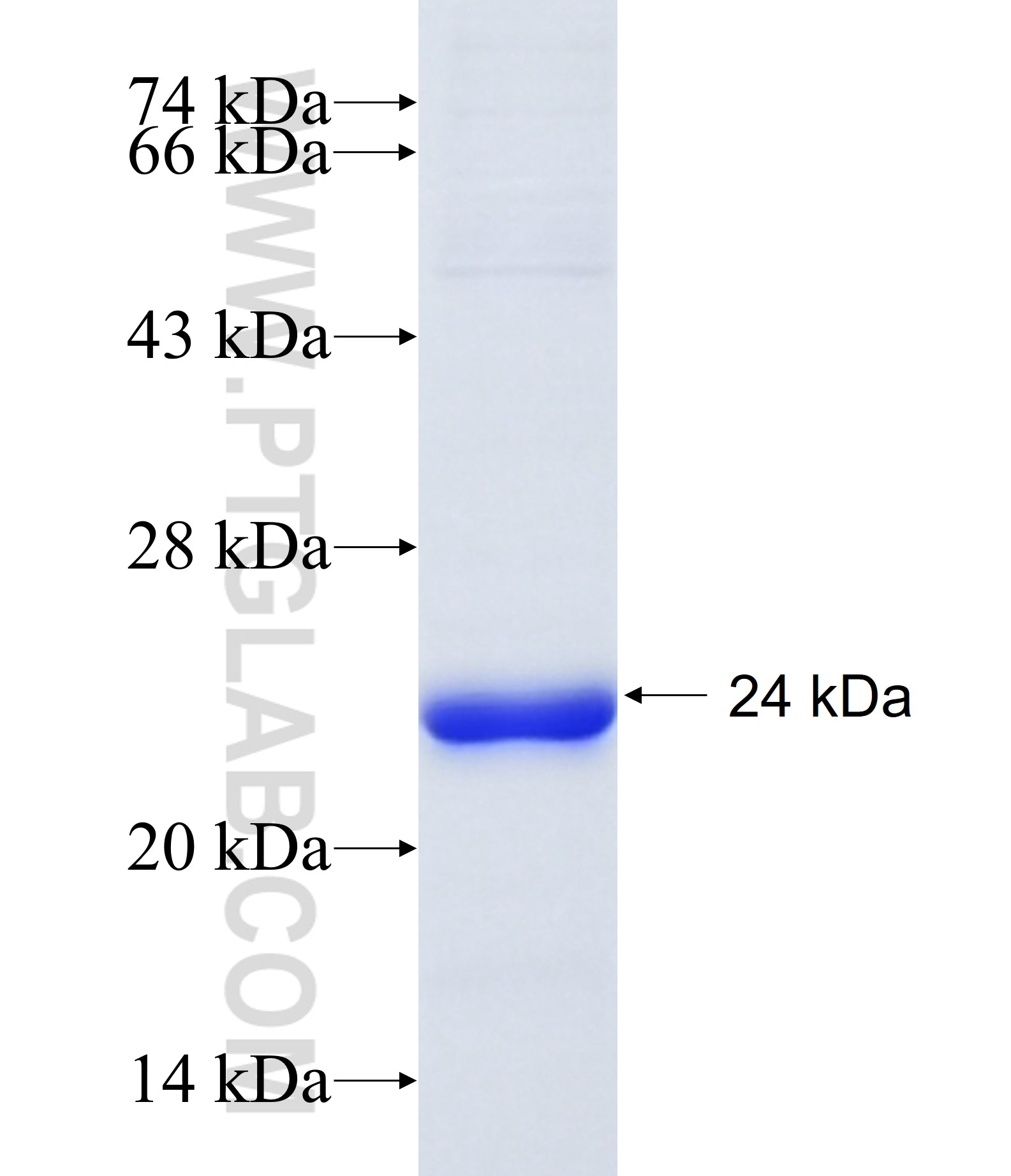 C12orf53 fusion protein Ag34728 SDS-PAGE C12orf53 fusion protein Ag34728 SDS-PAGE
