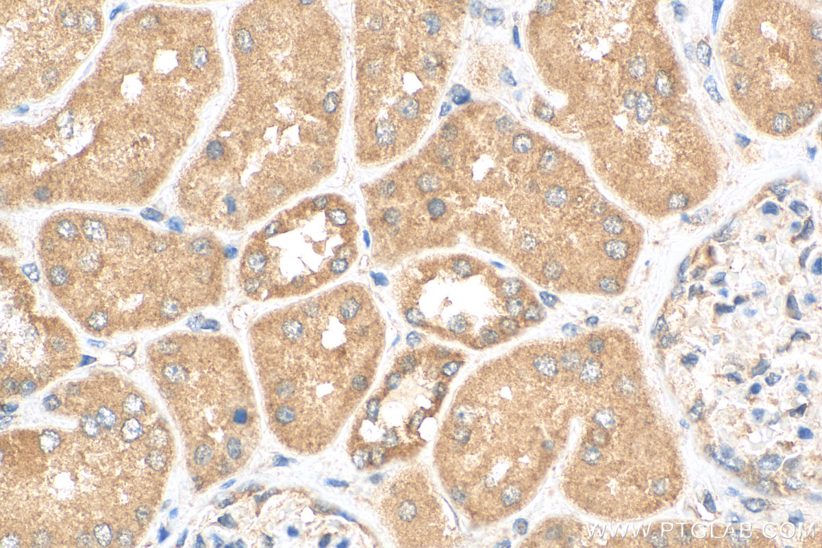 IHC staining of human kidney using 24646-1-AP