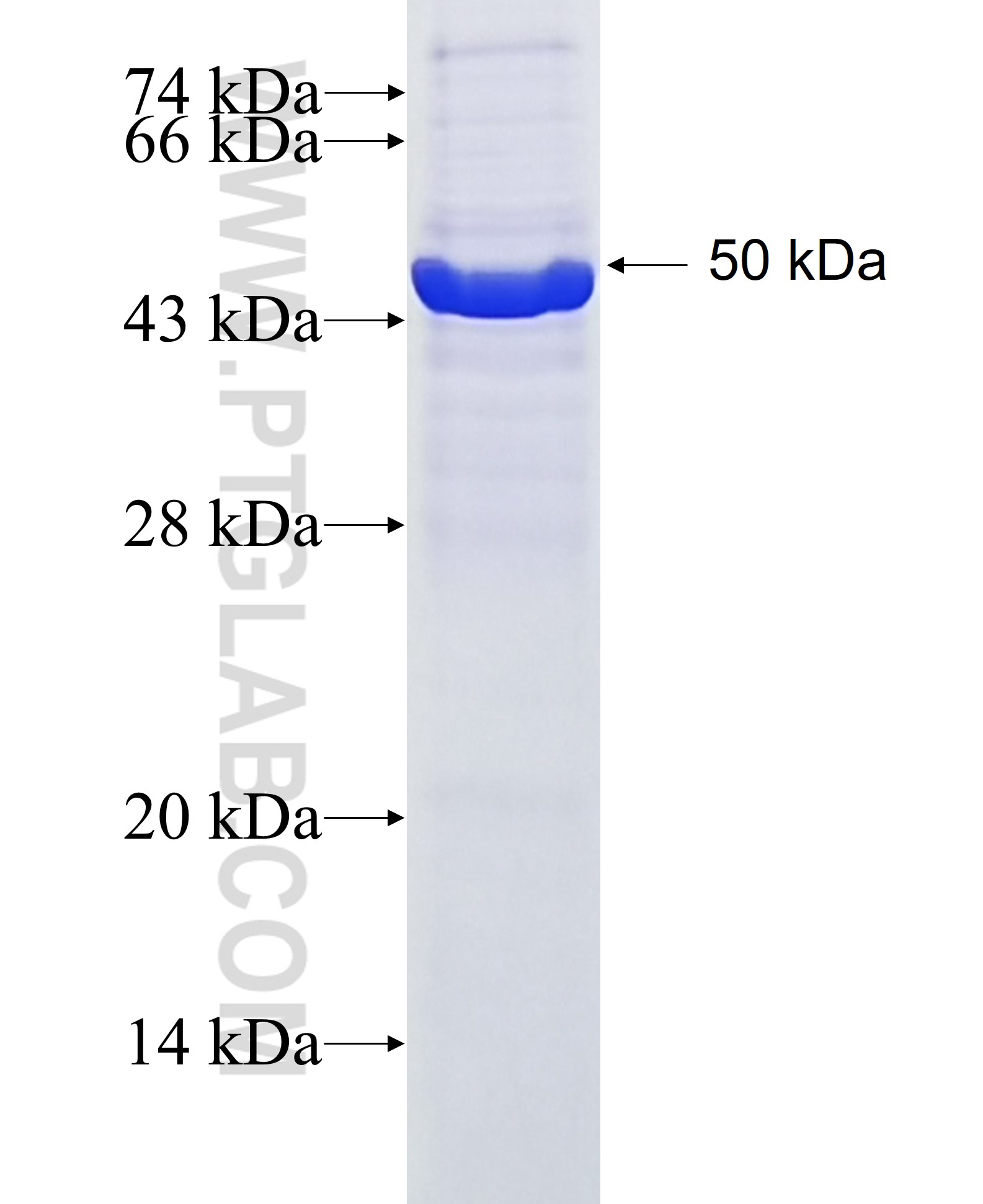 C12orf69 fusion protein Ag23419 SDS-PAGE C12orf69 fusion protein Ag23419 SDS-PAGE