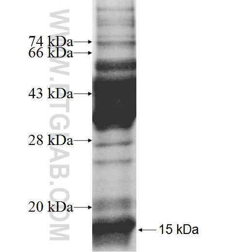 C12orf75 fusion protein Ag9582 SDS-PAGE C12orf75 fusion protein Ag9582 SDS-PAGE