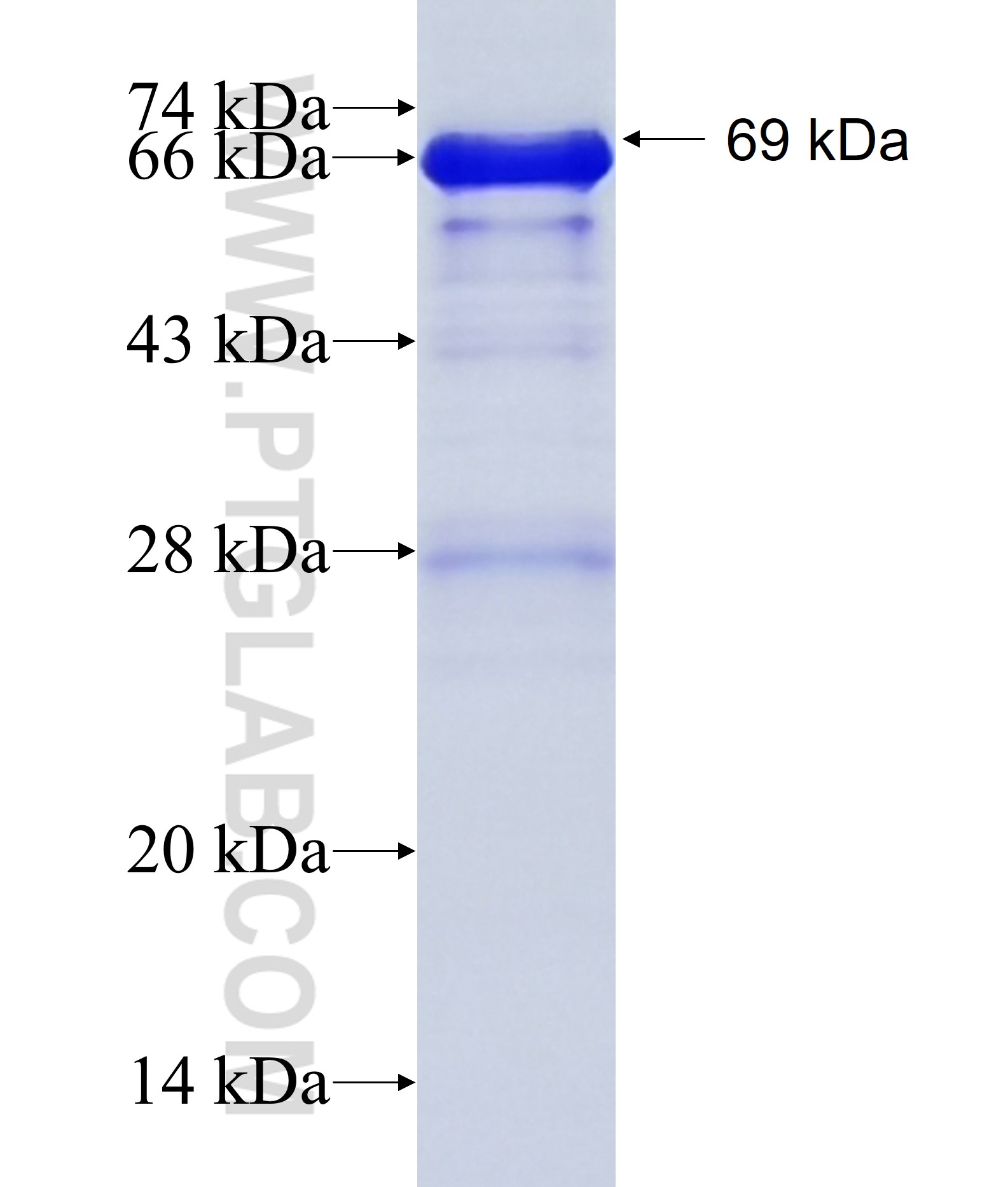 C13orf18 fusion protein Ag15474 SDS-PAGE