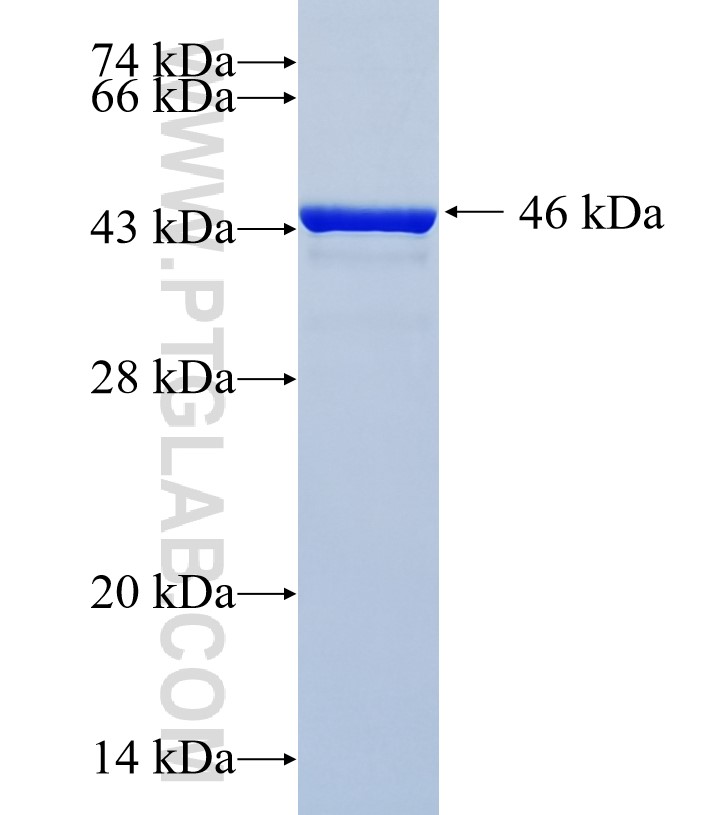 C13orf23 fusion protein Ag35678 SDS-PAGE