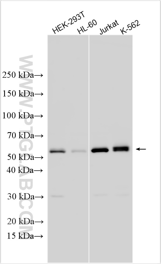 WB analysis using 26320-1-AP