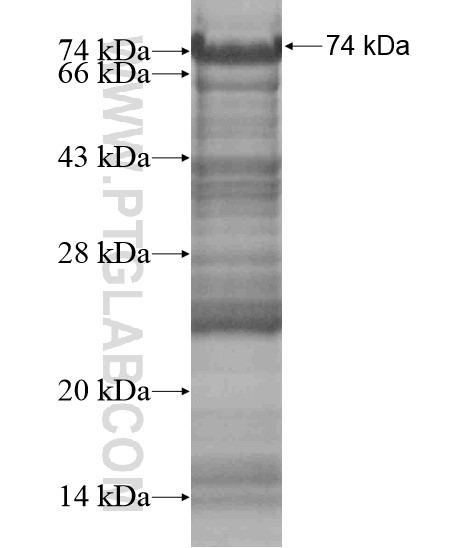 C13orf34 fusion protein Ag18726 SDS-PAGE C13orf34 fusion protein Ag18726 SDS-PAGE