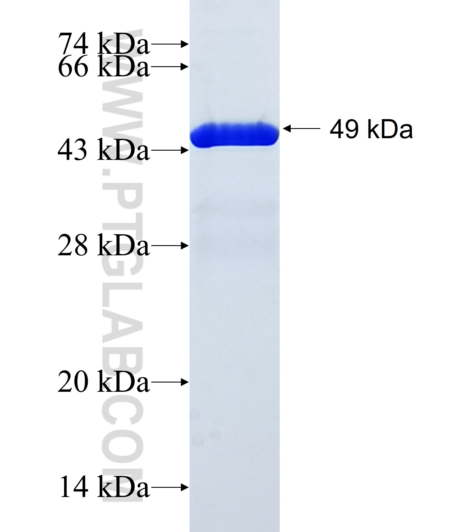 C14orf101 fusion protein Ag38950 SDS-PAGE C14orf101 fusion protein Ag38950 SDS-PAGE