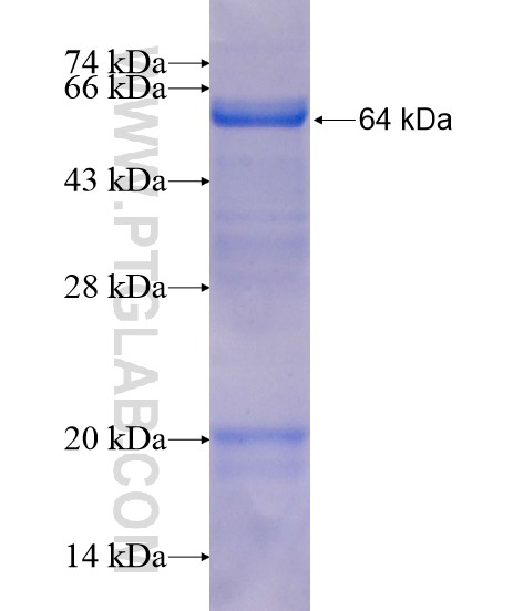 C14orf115 fusion protein Ag20678 SDS-PAGE