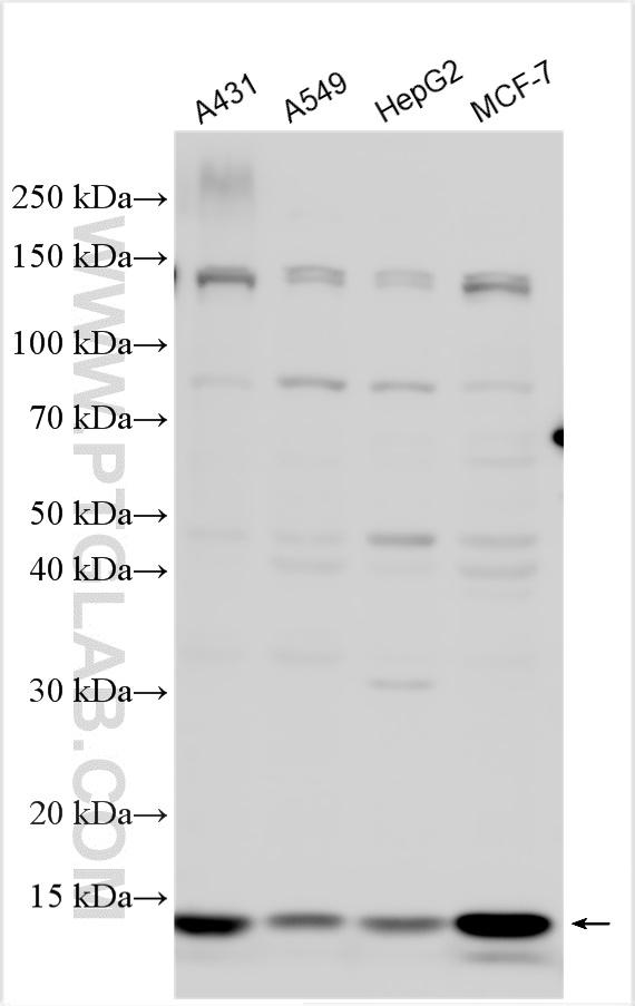 WB analysis using 26141-1-AP