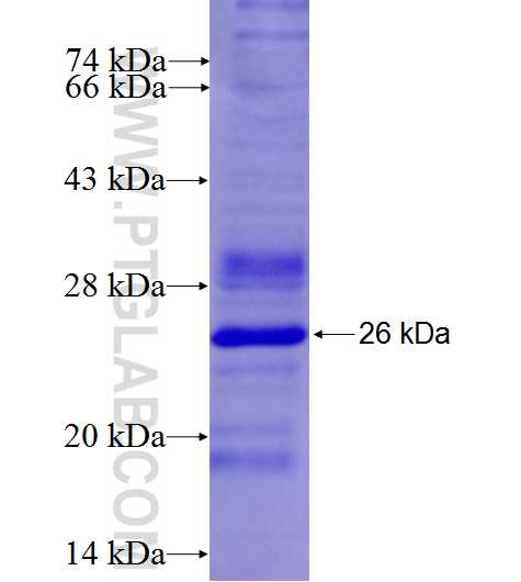 C14orf21 fusion protein Ag26895 SDS-PAGE C14orf21 fusion protein Ag26895 SDS-PAGE