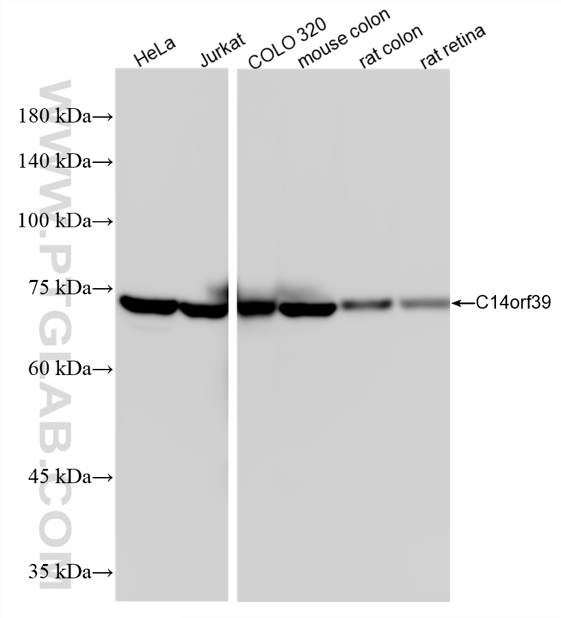 WB analysis using 87498-1-RR WB analysis using 87498-1-RR