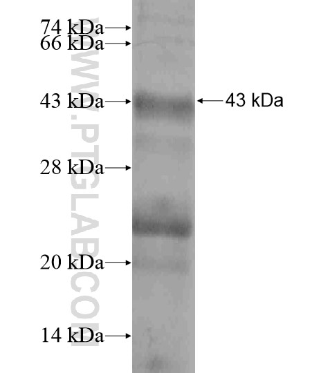 C14orf50 fusion protein Ag19372 SDS-PAGE C14orf50 fusion protein Ag19372 SDS-PAGE